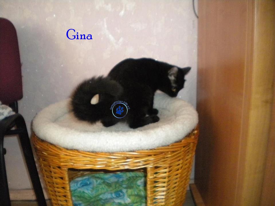 Soja/Katzen/Gina/Gina16mN.jpg