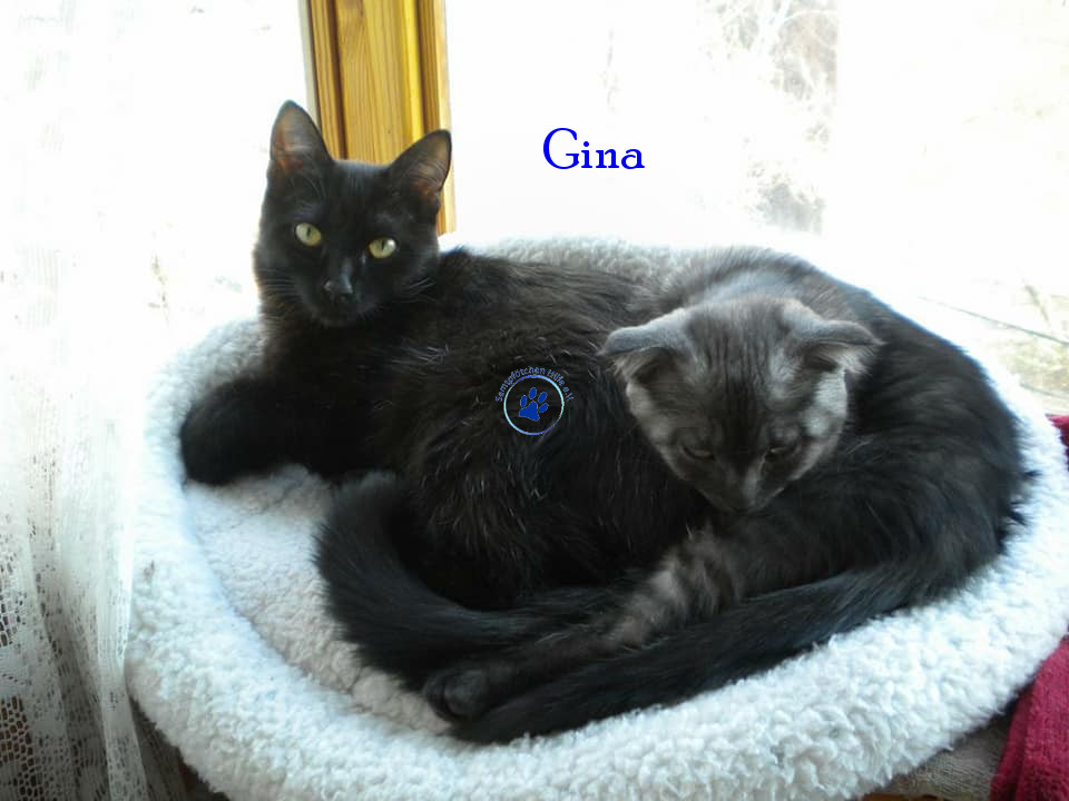 Soja/Katzen/Gina/Gina30mN.jpg