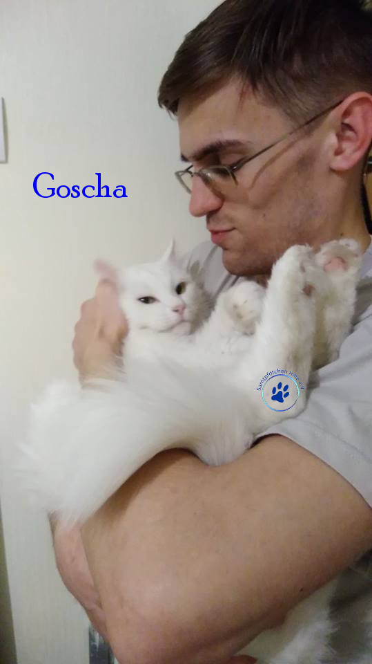 Soja/Katzen/Goscha/Goscha20mN.jpg