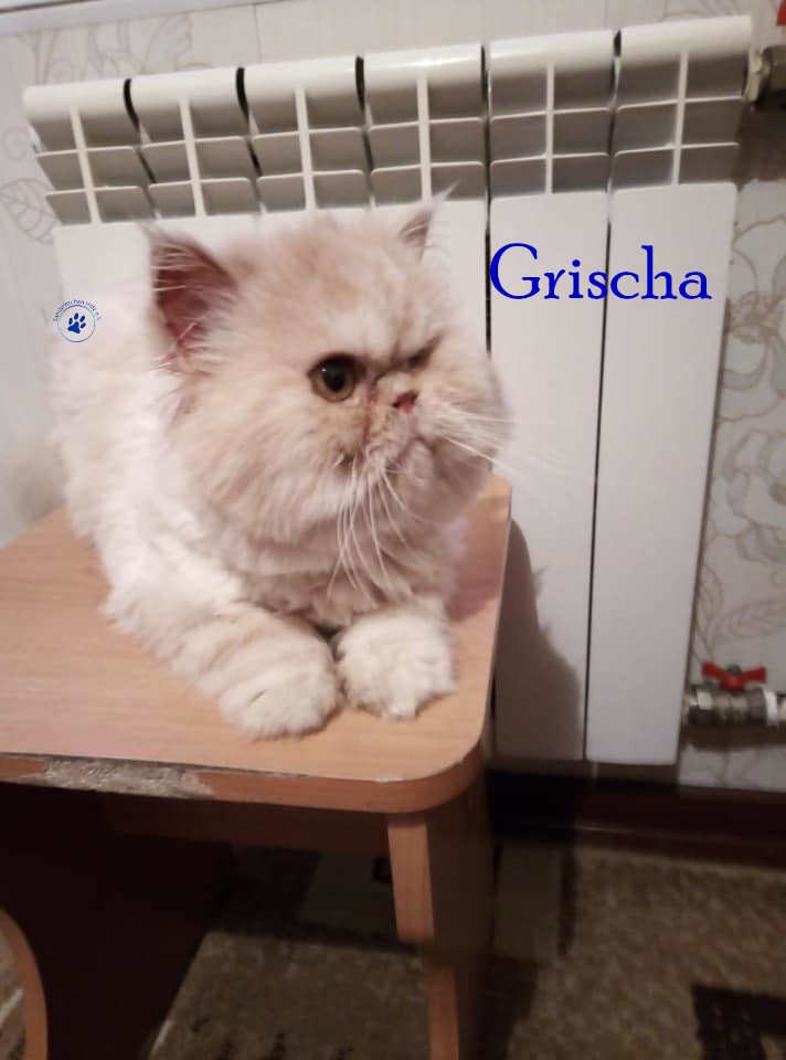 Soja/Katzen/Grischa_II/Grischa_II_25mN.jpg