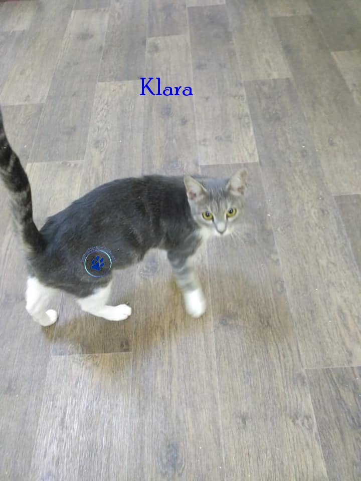 Soja/Katzen/Klara/Klara04mN.jpg