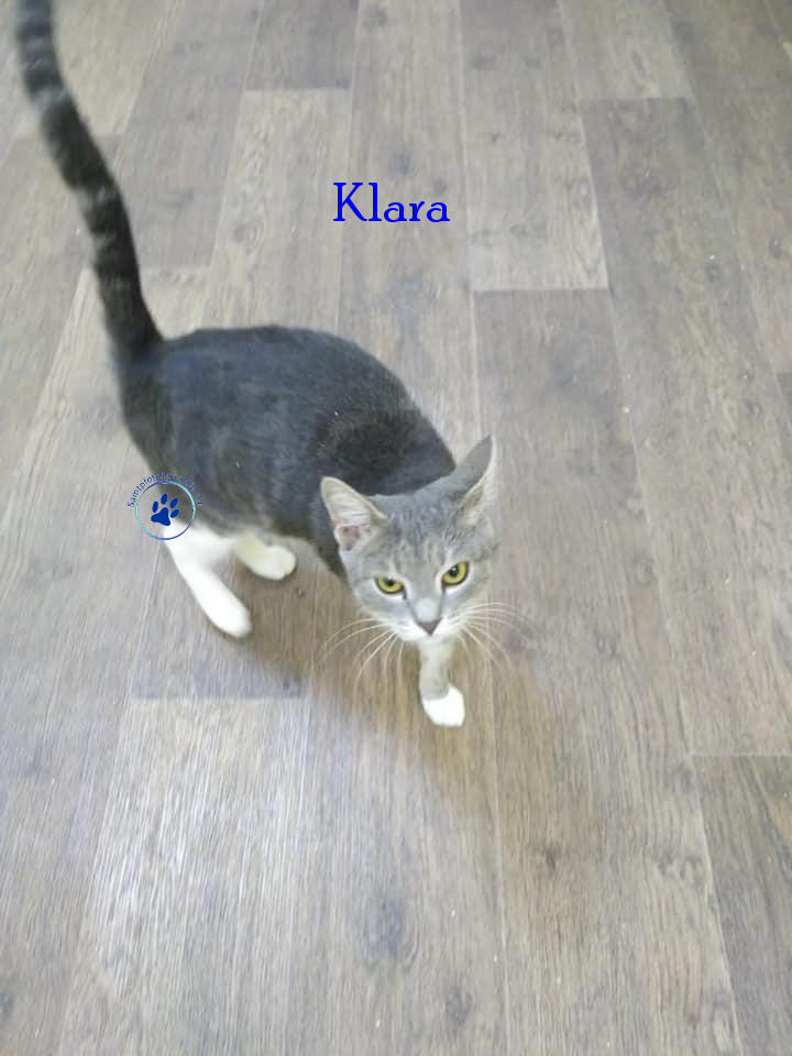 Soja/Katzen/Klara/Klara05mN.jpg