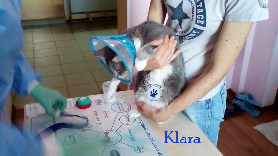 Soja/Katzen/Klara/Klara19mN.jpg