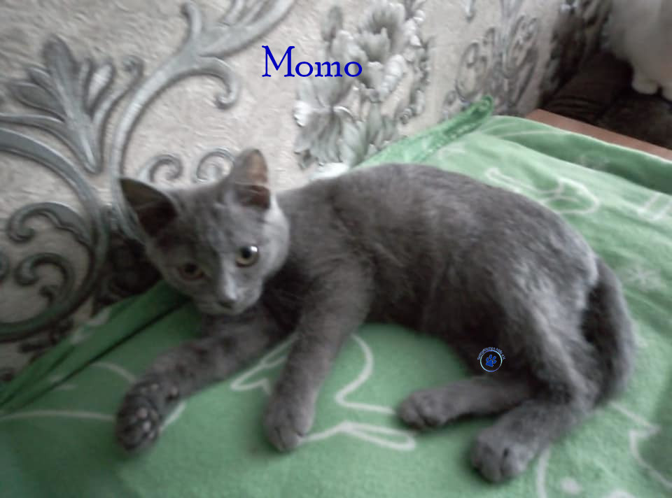 Soja/Katzen/Momo_II/Momo_II_40mN.jpg
