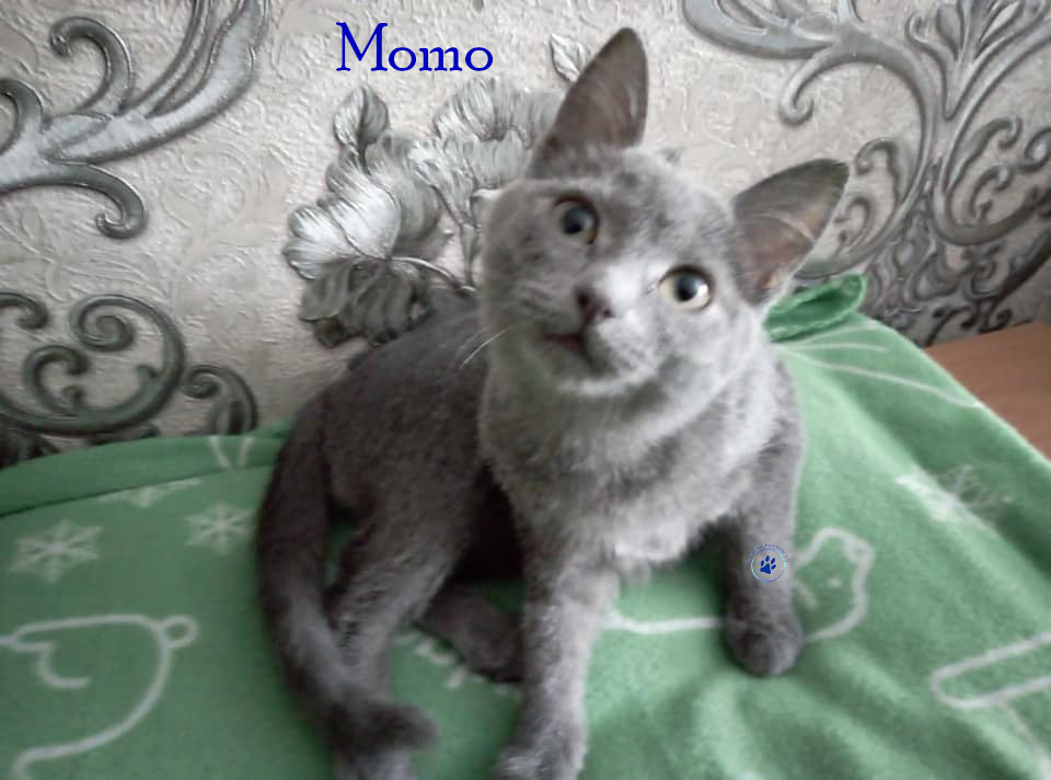 Soja/Katzen/Momo_II/Momo_II_43mN.jpg