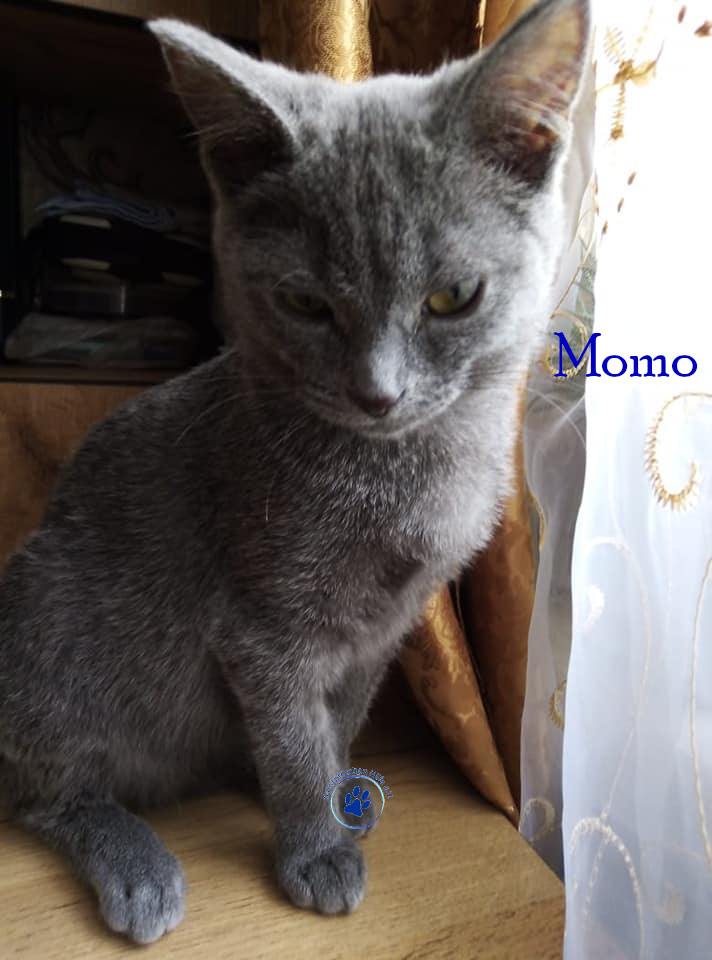 Soja/Katzen/Momo_II/Momo_II_51mN.jpg