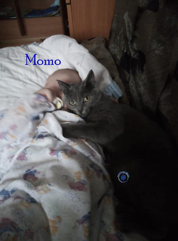 Soja/Katzen/Momo_II/Momo_II_73mN.jpg