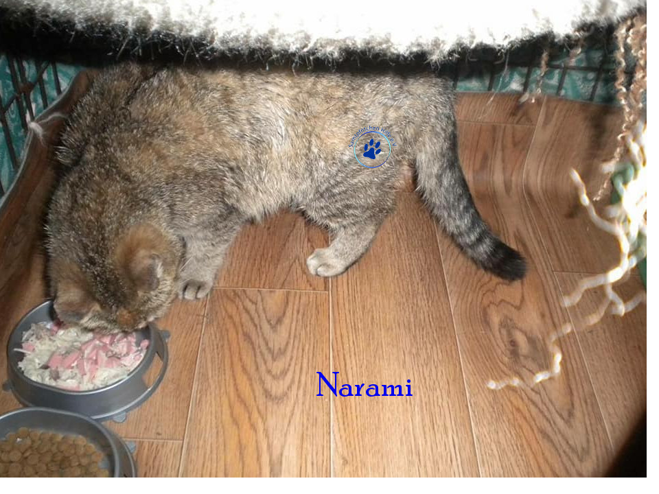 Soja/Katzen/Narami/Narami04mN.jpg
