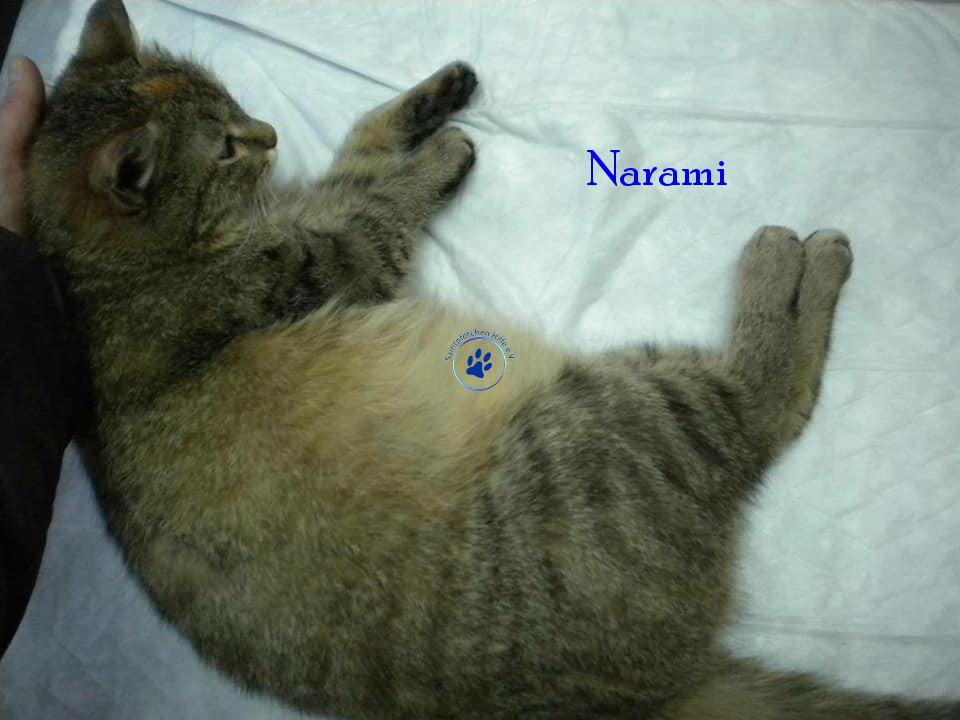 Soja/Katzen/Narami/Narami06mN.jpg