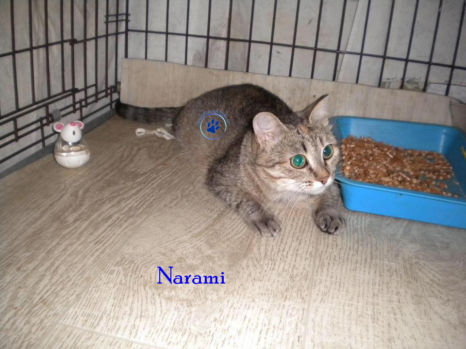 Soja/Katzen/Narami/Narami12mN.jpg