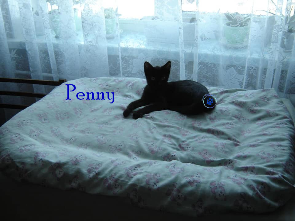 Soja/Katzen/Penny_II/Penny_II_29mN.jpg