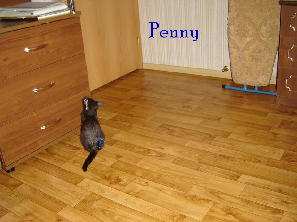 Soja/Katzen/Penny_II/Penny_II_32mN.jpg