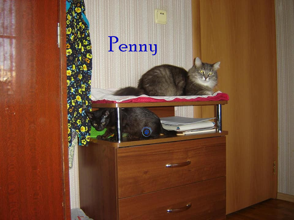 Soja/Katzen/Penny_II/Penny_II_35mN.jpg