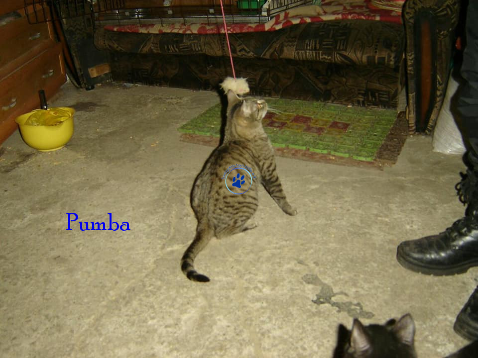 Soja/Katzen/Pumba/Pumba08mN.jpg