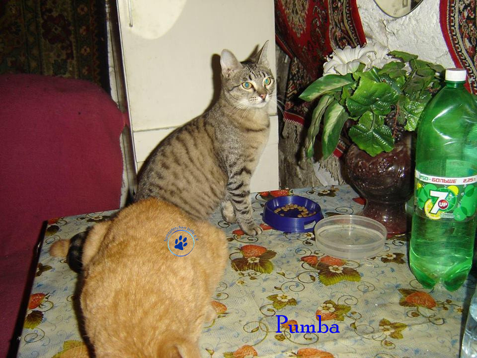 Soja/Katzen/Pumba/Pumba18mN.jpg