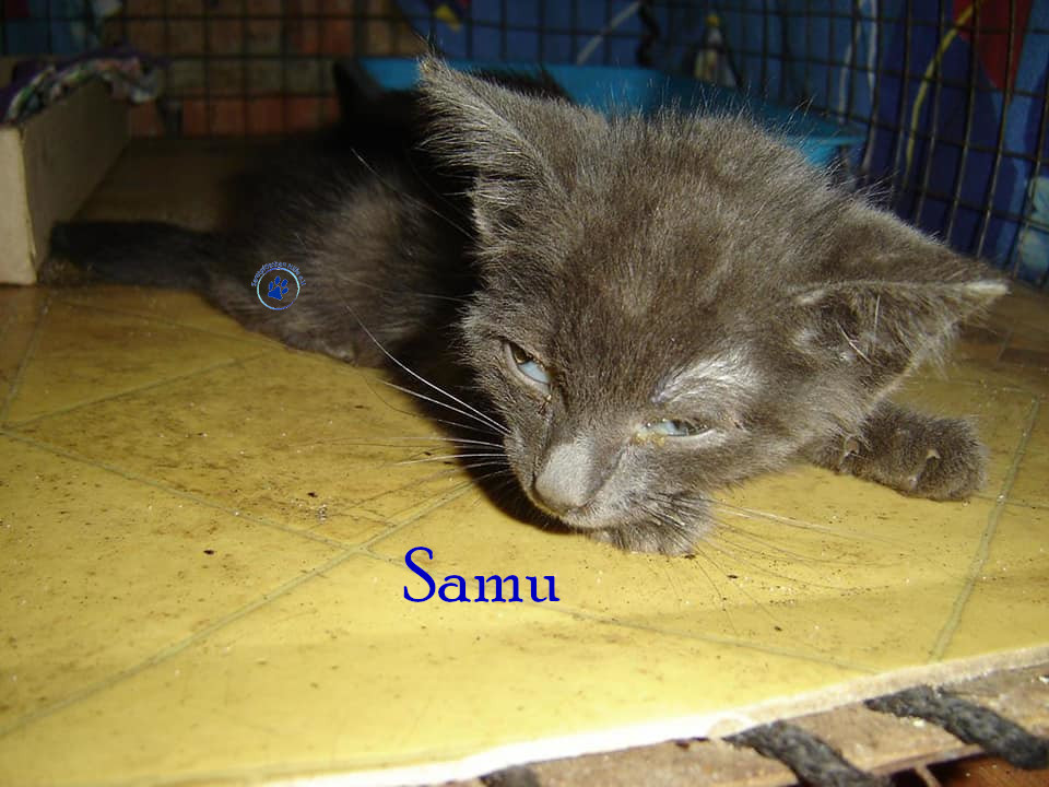 Soja/Katzen/Samu/Samu_4mN.jpg